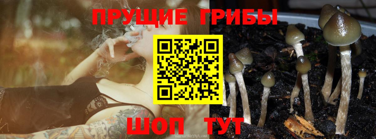 Псилоцибиновые грибы Psilocybe  Вход с VPN  Галлюциногенные грибы мицелий  Апрелевка 